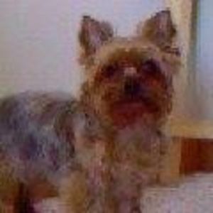 Meet your Posher, Sandy